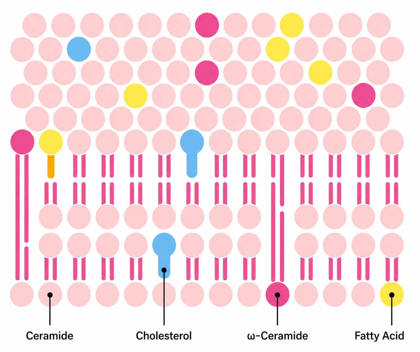 Diagram of skin lipid layers
